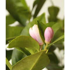 Large Lemon Tree