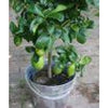 Large Lemon Tree - Indoor Plants