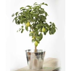 Large Lemon Tree