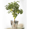 Large Lemon Tree - Indoor Plants