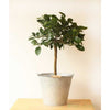 Large Lime Tree - Heritage Gardens UK Online Garden Centre