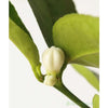 Large Lime Tree - Heritage Gardens UK Online Garden Centre