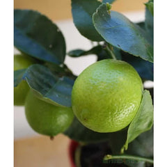 Large Lime Tree