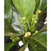 Large Lime Tree - Heritage Gardens UK Online Garden Centre