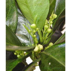 Large Lime Tree