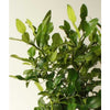 Large Makrut [Thai ] Lime Tree - Heritage Gardens UK Online Garden Centre