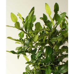 Large Makrut [Thai ] Lime Tree