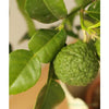Large Makrut [Thai ] Lime Tree - Heritage Gardens UK Online Garden Centre