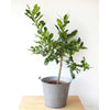 Large Makrut [Thai ] Lime Tree - Heritage Gardens UK Online Garden Centre