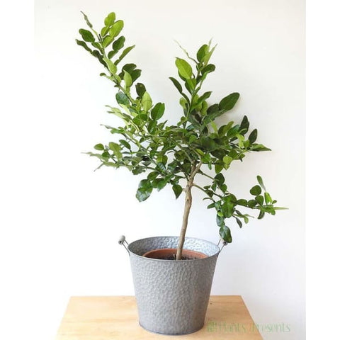 Large Makrut [Thai ] Lime Tree - Heritage Gardens UK Online Garden Centre