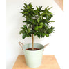 Large Orange Tree - Heritage Gardens UK Online Garden Centre