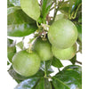 Large Orange Tree - Heritage Gardens UK Online Garden Centre