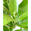 Large Orange Tree - Heritage Gardens UK Online Garden Centre