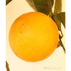 Large Orange Tree - Indoor Plants
