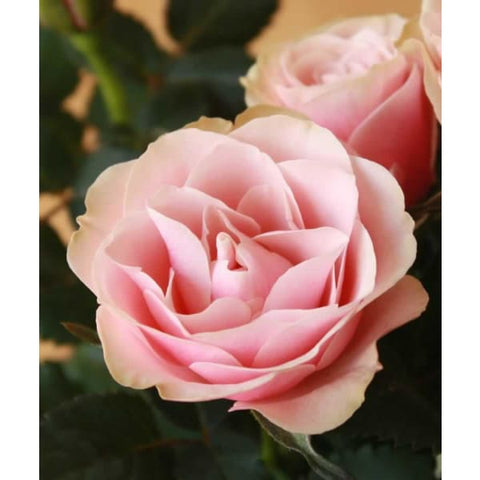 Large Pot of Pink Roses - Heritage Gardens UK Online Garden Centre