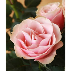 Large Pot of Pink Roses