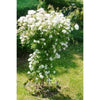 Large Tuteur - Heritage Gardens UK Online Garden Centre