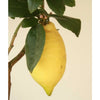 Lemon4Seasons - Heritage Gardens UK Online Garden Centre