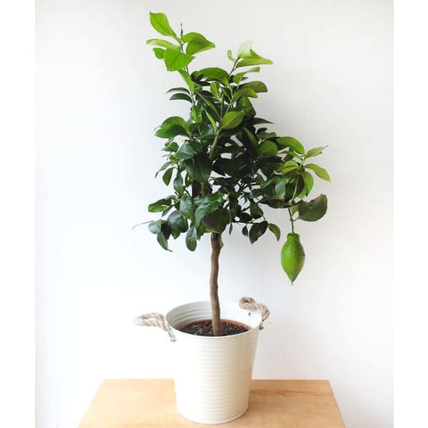 Lemon4Seasons - Heritage Gardens UK Online Garden Centre