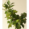 Lemon4Seasons - Indoor Plants