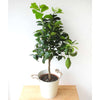 Lemon4Seasons - Lemon4Seasons - Indoor Plants