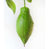Lemon4Seasons - Lemon4Seasons - Indoor Plants