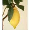 Lemon4Seasons - Indoor Plants