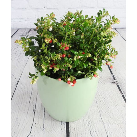 Lingonberry - Lingonberry - Indoor Plants