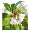Lingonberry - Lingonberry - Indoor Plants