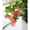 Lingonberry - Lingonberry - Indoor Plants