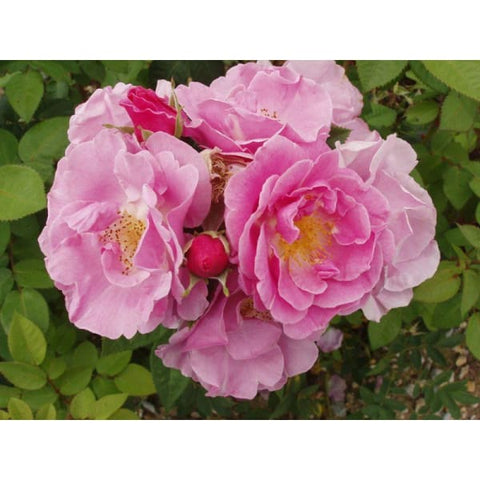 Lucky Bush Rose - Heritage Gardens UK Online Garden Centre