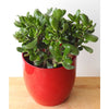 Money Plant - Heritage Gardens UK Online Garden Centre
