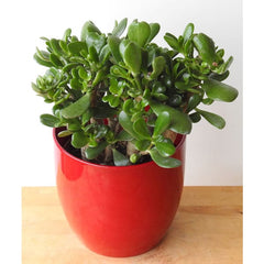 Money Plant
