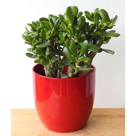 Money Plant - Money Plant - Indoor Plants