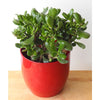 Money Plant - Money Plant - Indoor Plants
