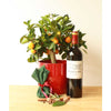 Mulled Wine Set - Mulled Wine Set - Plant Gifts