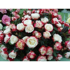 Nostalgia Bush Rose