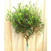Pair of Large Olive Trees - Heritage Gardens UK Online Garden Centre