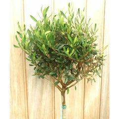 Pair of Large Olive Trees