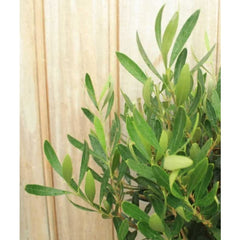 Pair of Large Olive Trees