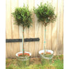 Pair of Large Olive Trees - Heritage Gardens UK Online Garden Centre
