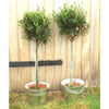 Pair of Large Olive Trees - Garden Plants