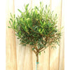 Pair of Large Olive Trees - Garden Plants