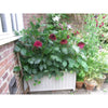Rowlinson Rectangular Wooden Planter - Heritage Gardens UK Online Garden Centre