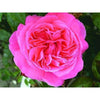 Special Anniversary Bush Rose - Roses