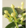 Stephanotis - Indoor Plants