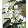 Stephanotis - Stephanotis - Indoor Plants