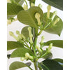 Stephanotis - Indoor Plants