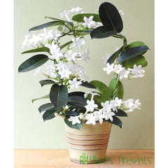 Stephanotis