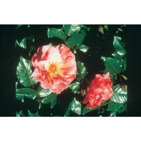 Summer Wine Climber Rose - Heritage Gardens UK Online Garden Centre